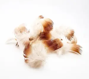 Mallard Duck Neck Feathers